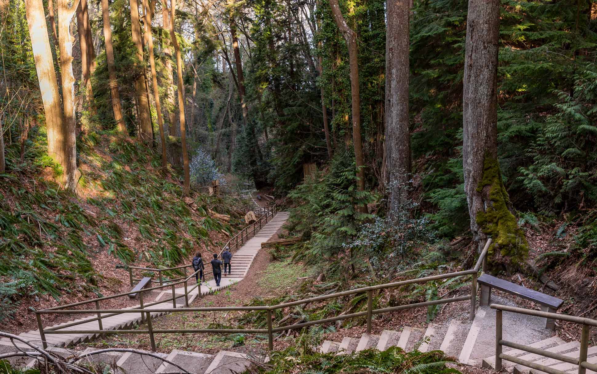 Pacific Spirit Regional Park | Vancouver, BC | Homes Almanac